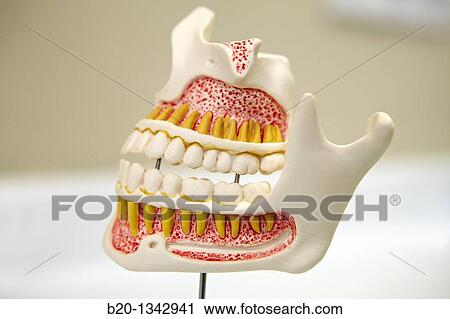 Dentition model, dental clinic, Eibar, Gipuzkoa, Euskadi, Spain View Large Photo Image Stock Image - Dentition model, dental clinic, Eibar, Gipuzkoa, Euskadi, Spain. Fotosearch