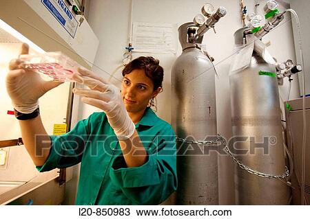 Stock Image - Department of Cell Death and Proliferation, IIBB - Institute for Biomedical Research of Barcelona, CSIC - Consejo Superior de Investigacion Cientifica (Spanish National Research Council), Barcelona, Catalonia, Spain. Fotosearch