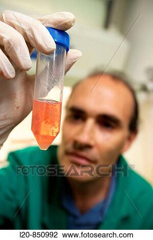 Stock Image - Department of Cell Death and Proliferation, IIBB - Institute for Biomedical Research of Barcelona, CSIC - Consejo Superior de Investigacion Cientifica (Spanish National Research Council), Barcelona, Catalonia, Spain. Fotosearch