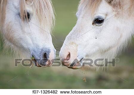 Descendent of the ancient Celtic mountain pony which lived wild in the hills of Wales for centuries - Welch Mountain Pony Section A - UK. View Large Photo Image Stock Image - Descendent of the ancient Celtic mountain pony which lived wild in the hills of Wales for centuries - Welch Mountain Pony Section A - UK.. Fotosearch