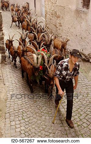 Descent from Alps pastures. Festa della Desnalpa. Settimo Vittone. Piedmont. Italy. View Large Photo Image Stock Photo - Descent from Alps pastures. Festa della Desnalpa. Settimo Vittone. Piedmont. Italy.. Fotosearch