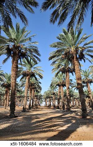 Desert agriculture Date palm tree plantation photographed in Israel, Aravah, Paran, View Large Photo Image Picture - Desert agriculture Date palm tree plantation photographed in Israel, Aravah, Paran,. Fotosearch