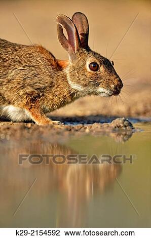 Desert, Audubon's cottontail (Sylvilagus audubonii) drinking at a pond, Rio Grande City, Texas, USA. View Large Photo Image Stock Image - Desert, Audubon's cottontail (Sylvilagus audubonii) drinking at a pond, Rio Grande City, Texas, USA.. Fotosearch