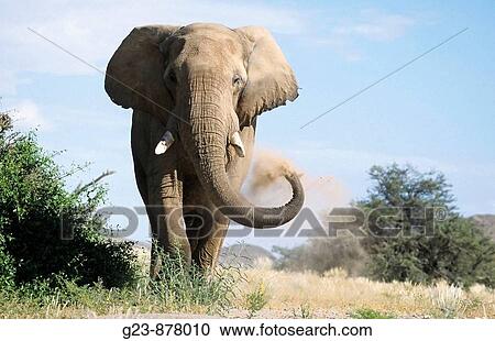 Desert Elephants from Namibia View Large Photo Image Stock Image - Desert Elephants from Namibia. Fotosearch