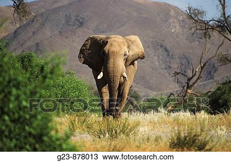 Desert Elephants from Namibia View Large Photo Image Stock Image - Desert Elephants from Namibia. Fotosearch