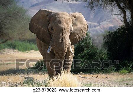 Stock Image - Desert Elephants from Namibia. Fotosearch