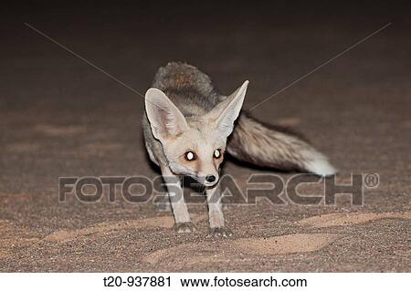 Desert Fox at Night, Vulpes Zerda, Libyan Desert, Egypt View Large Photo Image Stock Image - Desert Fox at Night, Vulpes Zerda, Libyan Desert, Egypt. Fotosearch