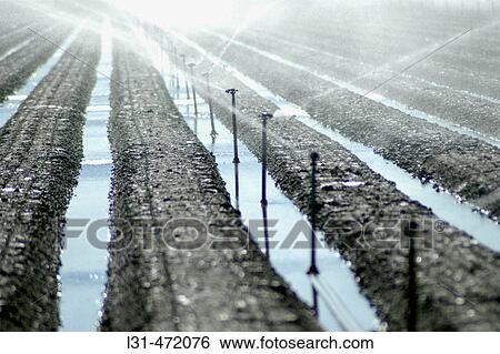 Desert irrigation in southwest Arizona for farming with Colorado River Water for food crops. USA. View Large Photo Image Stock Photograph - Desert irrigation in southwest Arizona for farming with Colorado River Water for food crops. USA.. Fotosearch