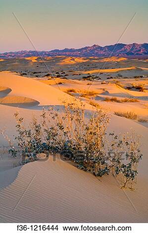 Picture - Desert plant in sand dunes at sunrise, North Algodones Dunes Wilderness, Imperial County, California. Fotosearch