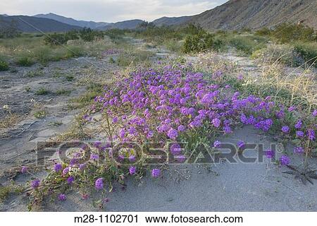 Desert Sand Verbena Abronia villosa Sonoran Desert, Anza-Borrego State Park California View Large Photo Image Stock Image - Desert Sand Verbena Abronia villosa Sonoran Desert, Anza-Borrego State Park California. Fotosearch