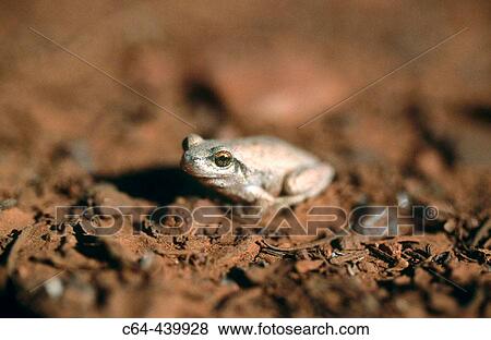 Desert tree frog (Litoria rubella). Great Sandy desert. Western Australia View Large Photo Image Stock Photo - Desert tree frog (Litoria rubella). Great Sandy desert. Western Australia. Fotosearch