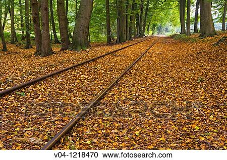 Deserted railroad tracks leading through a forest in autumn in Germany, Europe View Large Photo Image Stock Image - Deserted railroad tracks leading through a forest in autumn in Germany, Europe. Fotosearch