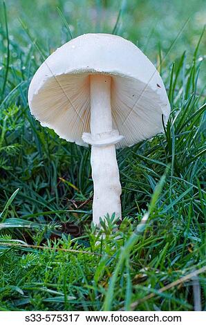 Destroying Angel (Amanita virosa). Pelegrina. Guadalajara province. Castilla la Mancha, Spain View Large Photo Image Stock Photo - Destroying Angel (Amanita virosa). Pelegrina. Guadalajara province. Castilla la Mancha, Spain. Fotosearch