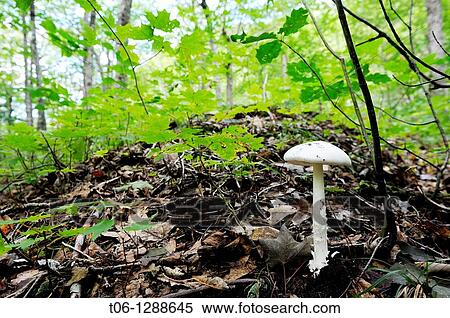 Destroying angel, deadly mushroom Amanita virosa Cape Breton HighlandsNational Park, Nova Scotia, Canada View Large Photo Image Stock Photography - Destroying angel, deadly mushroom Amanita virosa Cape Breton HighlandsNational Park, Nova Scotia, Canada. Fotosearch