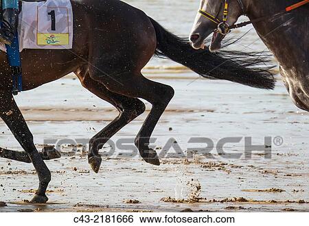 Detail during the famous horse races of Sanlcar de Barrameda which take place every year during August along a 1. 800m stretch of beach at the mouth of the River Guadalquivir. This tradition dates back to 1845. CBdiz province, Andalusia, Spain. View Large Photo Image Stock Photograph - Detail during the famous horse races of Sanlcar de Barrameda which take place every year during August along a 1. 800m stretch of beach at the mouth of the River Guadalquivir. This tradition dates back to 1845. CBdiz province, Andalusia, Spain.. Fotosearch