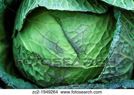 Detail of a cabbage View Large Photo Image Picture - Detail of a cabbage. Fotosearch