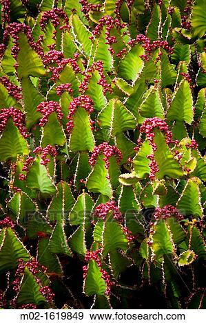 Detail of a Cactus in Lanzarote, Spain View Large Photo Image Stock Photo - Detail of a Cactus in Lanzarote, Spain. Fotosearch