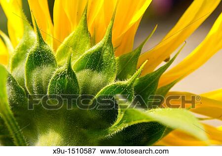 detail of a sunflower blossom, North Rhine-Westphalia, Germany, Europe View Large Photo Image Stock Photo - detail of a sunflower blossom, North Rhine-Westphalia, Germany, Europe. Fotosearch