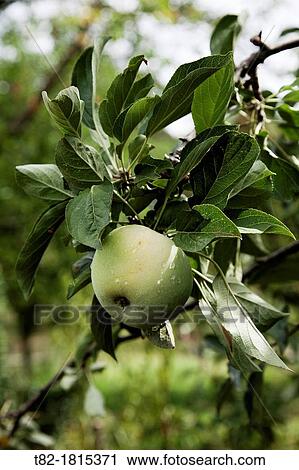 detail of apple tree with ripe fruit and leaves Rondeo Malaus communis View Large Photo Image Stock Image - detail of apple tree with ripe fruit and leaves Rondeo Malaus communis. Fotosearch
