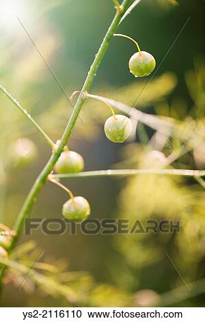 Detail of asparagus plant (Asparagus officinalis) in garden. View Large Photo Image Stock Image - Detail of asparagus plant (Asparagus officinalis) in garden.. Fotosearch