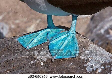 Detail of blue_footed booby (Sula nebouxii) feet in the Galapagos Island Group, Ecuador. The Galapagos are a nest and breeding area for blue_footed boobies. View Large Photo Image Stock Photograph - Detail of blue_footed booby (Sula nebouxii) feet in the Galapagos Island Group, Ecuador. The Galapagos are a nest and breeding area for blue_footed boobies.. Fotosearch