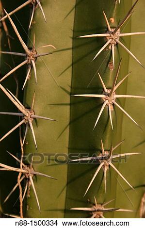 Detail of cactus, Laguna de Unare, Venezuela View Large Photo Image Picture - Detail of cactus, Laguna de Unare, Venezuela. Fotosearch