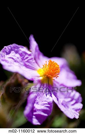 Detail of Cistus creticus Rock rose View Large Photo Image Stock Image - Detail of Cistus creticus Rock rose. Fotosearch