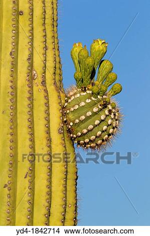 Detail of Giant Saguaro Carnegiea gigantea, Saguaro National Park, Sonora Desert, Arizona, Tucson, USA View Large Photo Image Picture - Detail of Giant Saguaro Carnegiea gigantea, Saguaro National Park, Sonora Desert, Arizona, Tucson, USA. Fotosearch