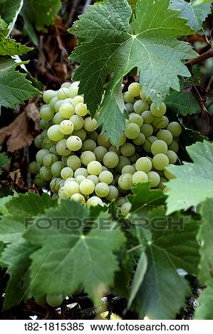 detail of grapevine Vitis vinifera Vidueo with mature fruit and leaves, white grape View Large Photo Image Stock Photography - detail of grapevine Vitis vinifera Vidueo with mature fruit and leaves, white grape. Fotosearch