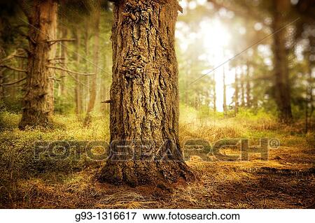 detail of large tree trunk in forest View Large Photo Image Stock Photo - detail of large tree trunk in forest. Fotosearch