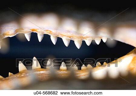 Stock Image - Detail of [legally harvested] preserved alligator head.. Fotosearch