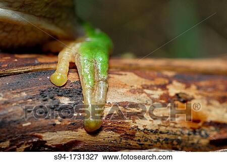 Stock Photo - Detail of san Antonio treefrog "Hyla molleri" in Valdemanco, Madrid, Spain. Fotosearch