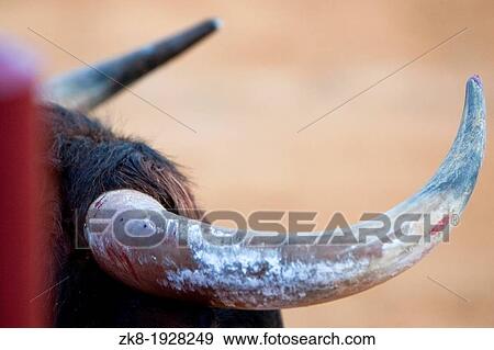 Stock Photo - detail of the horns of a brave bull in a bullfight, Spain. Fotosearch