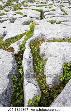 Detail of the karst landscape of the Burren, County Clare, Ireland, Europe View Large Photo Image Stock Photo - Detail of the karst landscape of the Burren, County Clare, Ireland, Europe. Fotosearch