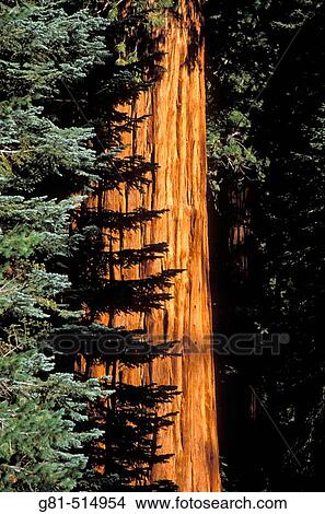 Picture - Detail of the McKinley Tree Giant Sequoia (Sequoiadendron giganteum) in the Giant Forest, Sequoia National Park, California. Fotosearch