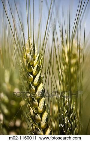 Detail of triticum Wheat View Large Photo Image Stock Image - Detail of triticum Wheat. Fotosearch