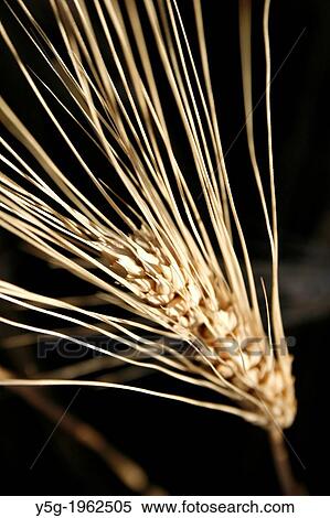 detail of wheat plant View Large Photo Image Stock Photography - detail of wheat plant. Fotosearch
