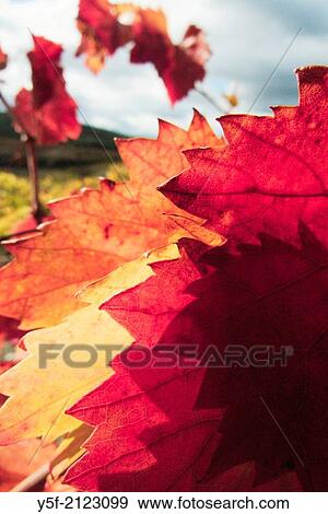 Detail on vine leaves at vineyard at Douro Valley. View Large Photo Image Stock Photo - Detail on vine leaves at vineyard at Douro Valley.. Fotosearch