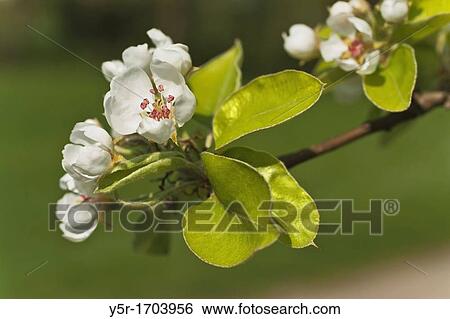 Detail view of apple blossoms View Large Photo Image Stock Photograph - Detail view of apple blossoms. Fotosearch