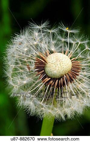 Detailed View of Dandelion Seed View Large Photo Image Stock Image - Detailed View of Dandelion Seed. Fotosearch