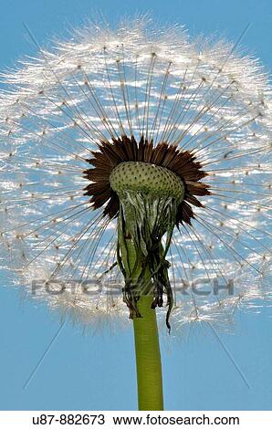 Stock Image - Detailed View of Dandelion Seed With Blue Sky. Fotosearch