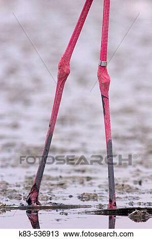 Detalle de Greater Flamingos (Phoenicopterus ruber) View Large Photo Image Stock Image - Detalle de Greater Flamingos (Phoenicopterus ruber). Fotosearch