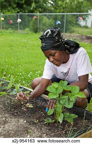 Detroit, Michigan - A girl weeds a garden tended by children ages 5-11 in a program called Growing Healthy Kids The program is part of the Earthworks Urban Garden, which grows food for the Capuchin Soup Kitchen View Large Photo Image Stock Image - Detroit, Michigan - A girl weeds a garden tended by children ages 5-11 in a program called Growing Healthy Kids The program is part of the Earthworks Urban Garden, which grows food for the Capuchin Soup Kitchen. Fotosearch