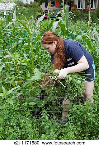 Detroit, Michigan - A high school student weeds a community garden She is a volunteer working in the Summer in the City program, which puts students to work on community improvement projects View Large Photo Image Stock Image - Detroit, Michigan - A high school student weeds a community garden She is a volunteer working in the Summer in the City program, which puts students to work on community improvement projects. Fotosearch