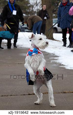 Detroit, Michigan - A participant in a? Doggie Fashion Parade? during Winter Fest, a winter festival in Detroit's Palmer Park View Large Photo Image Stock Image - Detroit, Michigan - A participant in a? Doggie Fashion Parade? during Winter Fest, a winter festival in Detroit's Palmer Park. Fotosearch