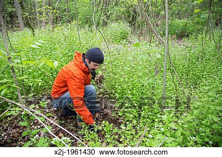 Detroit, Michigan - A volunteer removes garlic mustard (Alliaria petiolata) from Palmer Park. Garlic mustard is native to Europe and Asia; in North America it is an invasive species which tends to crowd out native plants in woodland habitats. View Large Photo Image Stock Image - Detroit, Michigan - A volunteer removes garlic mustard (Alliaria petiolata) from Palmer Park. Garlic mustard is native to Europe and Asia; in North America it is an invasive species which tends to crowd out native plants in woodland habitats.. Fotosearch