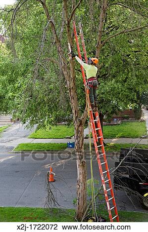 Detroit, Michigan - Removing a green ash tree that had been killed the the emerald ash borer The ash borer is an invasive species which threatens to kill most of the 7 5 billion North American ash trees View Large Photo Image Stock Image - Detroit, Michigan - Removing a green ash tree that had been killed the the emerald ash borer The ash borer is an invasive species which threatens to kill most of the 7 5 billion North American ash trees. Fotosearch