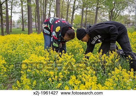 Stock Photo - Detroit, Michigan - Volunteers remove garlic mustard (Alliaria petiolata) from Palmer Park.. Fotosearch