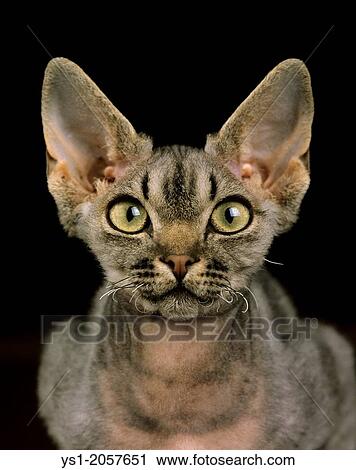 Devon Rex Domestic Cat, Portait against Black Background. View Large Photo Image Stock Image - Devon Rex Domestic Cat, Portait against Black Background.. Fotosearch