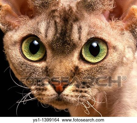 Picture - Devon Rex Domestic Cat, Portrait of Adult. Fotosearch